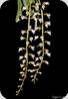 Schoenorchis secundiflora